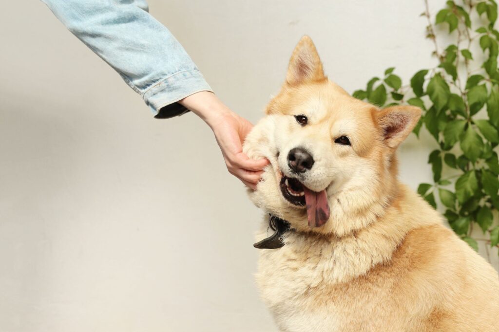Cuidado de cães e pets: o guia completo para o Brasil