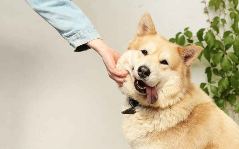 Cuidado de cães e pets: o guia completo para o Brasil