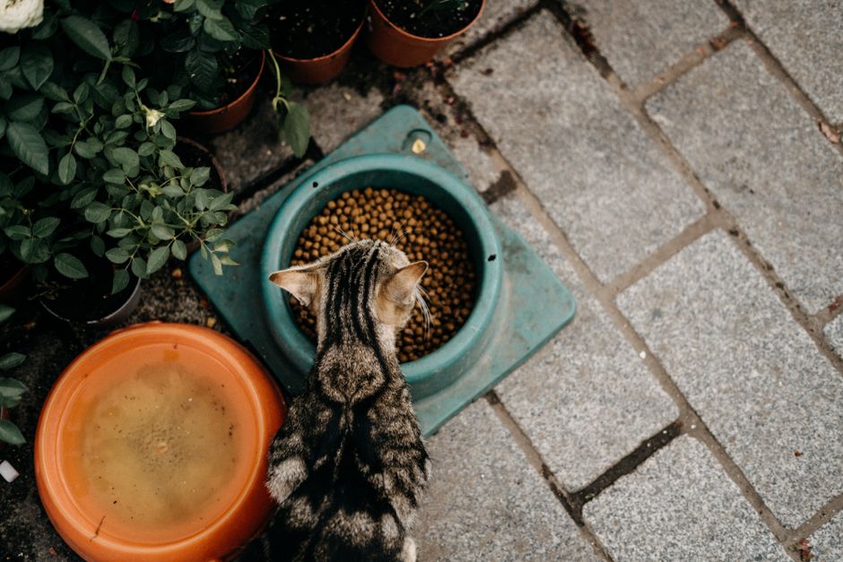 Alimentos tóxicos para gatos: lista que todo tutor precisa ver