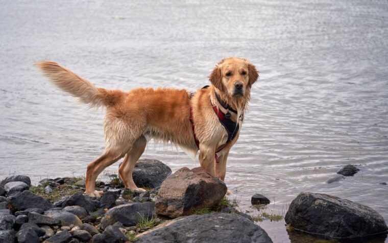 Golden Retriever ou Labrador: qual a melhor escolha?