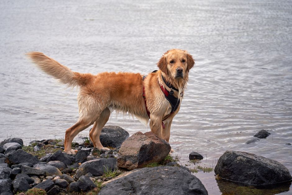 Golden Retriever ou Labrador: qual a melhor escolha?