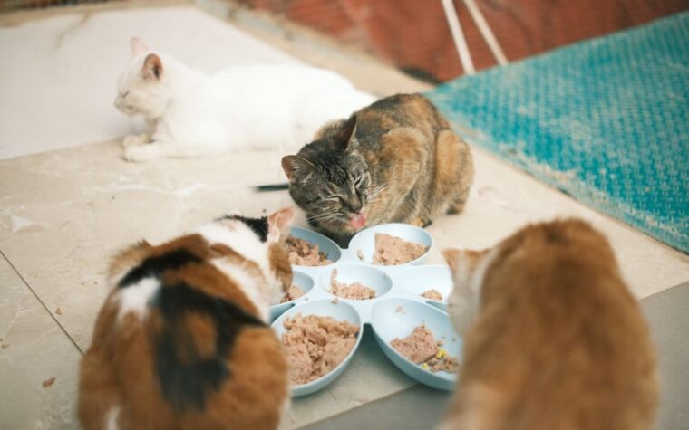 Gato não quer comer ração? O que eu faço (dicas de quem já errou)