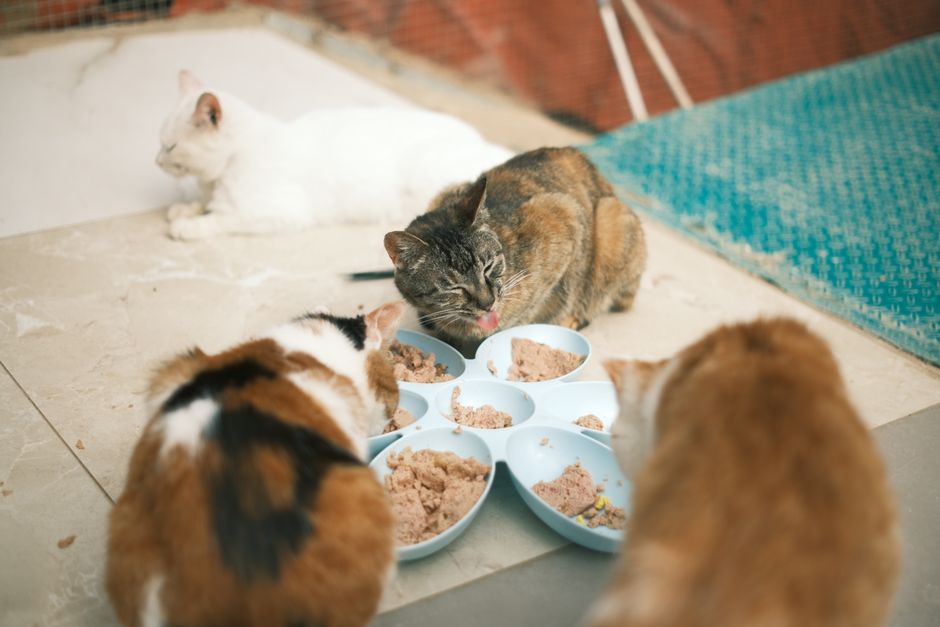 Gato não quer comer ração? O que eu faço (dicas de quem já errou)