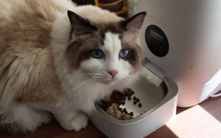 Quais marcas de ração para gatos os veterinários indicam?