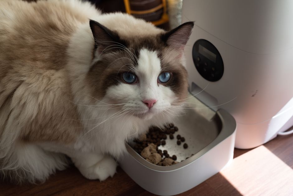 Quais marcas de ração para gatos os veterinários indicam?