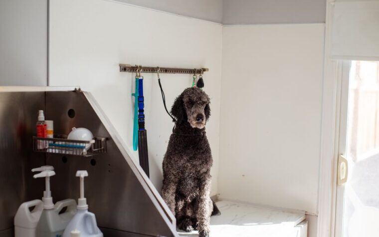 Frequência Banho Cachorro Apartamento: O Que Ninguém Conta