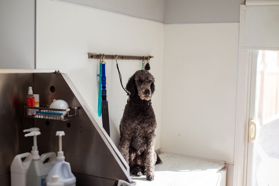 Frequência Banho Cachorro Apartamento: O Que Ninguém Conta