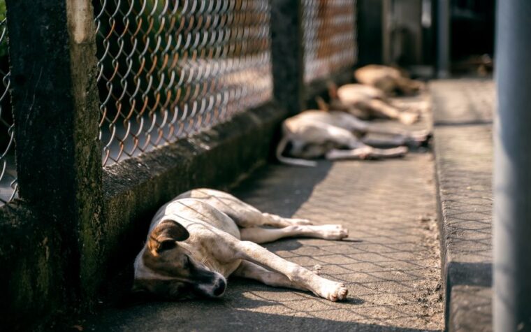 Insolação em cães no verão: sintomas e como agir