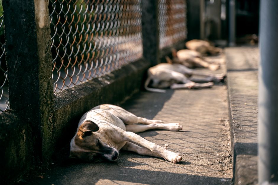 Insolação em cães no verão: sintomas e como agir