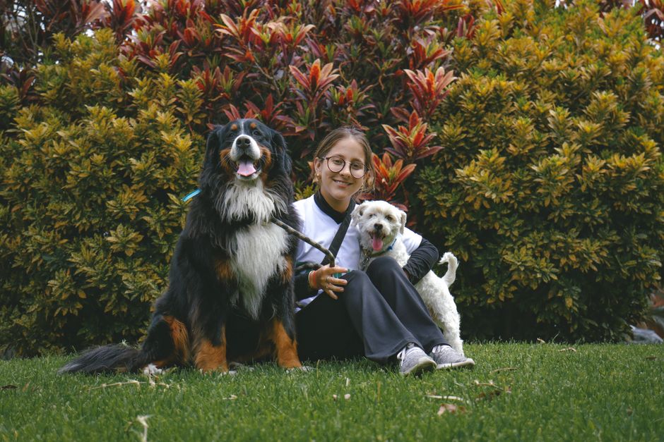 Hotel para cães: preços e o que considerar antes