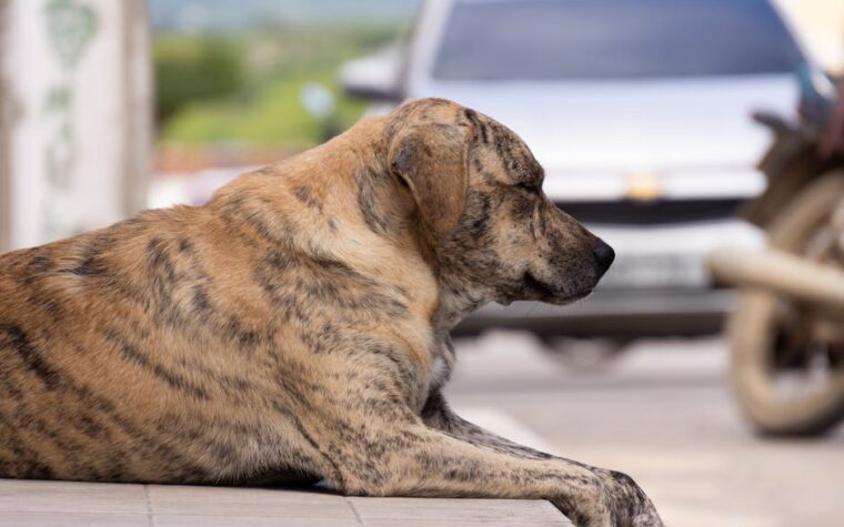 Como prevenir a leishmaniose no seu cachorro