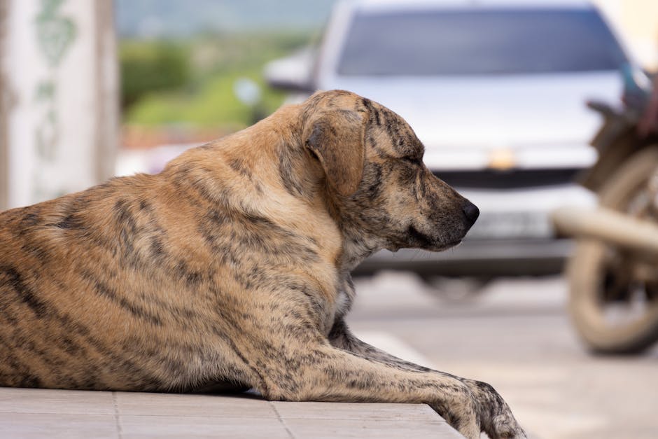 Como prevenir a leishmaniose no seu cachorro