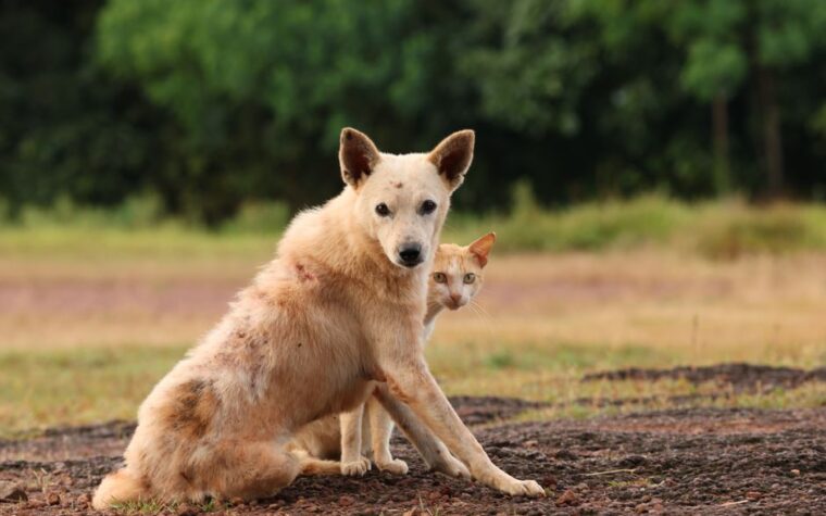 Vermífugo para Cães e Gatos: Qual Escolher? Guia Completo