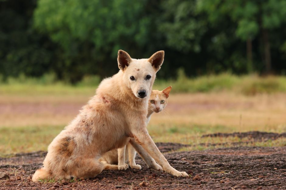 Vermífugo para Cães e Gatos: Qual Escolher? Guia Completo