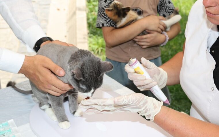 Vermífugo para cães e gatos: qual escolher? Guia completo