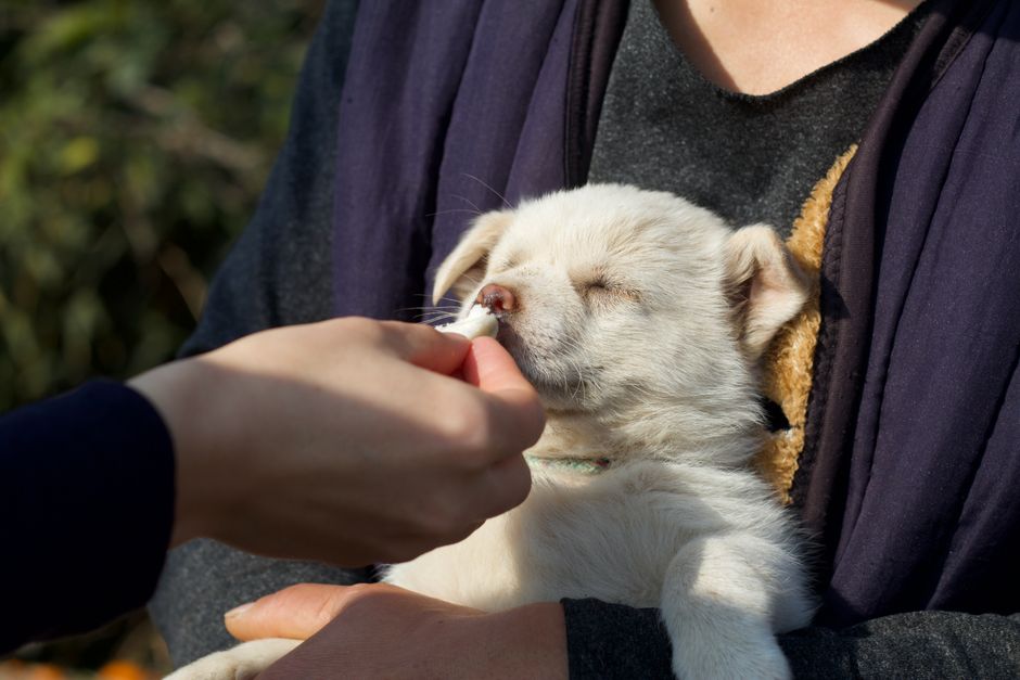Vermifugo para caes e gatos qual escolher – Guia 2026