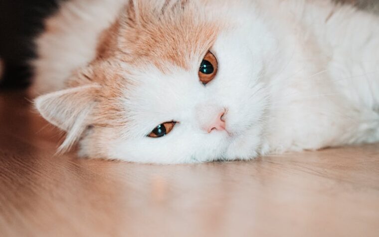 Esporotricose em gatos: transmissão, sintomas e tratamento