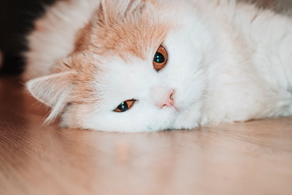 Esporotricose em gatos: transmissão, sintomas e tratamento