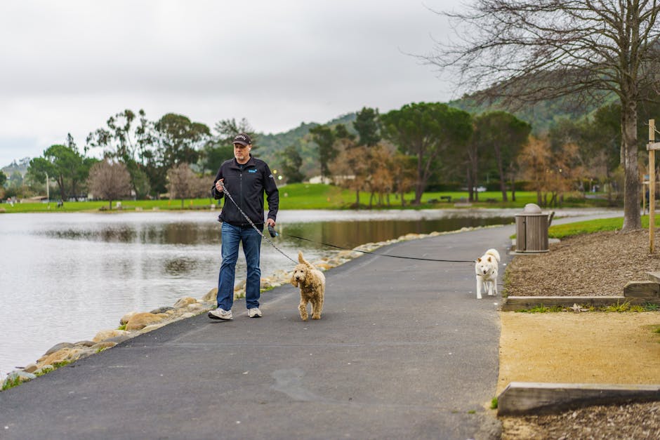 Dog walker (passeador de cães): quanto custa o serviço