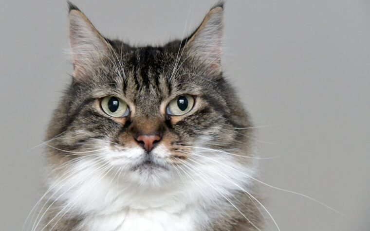 Vantagens de adotar um gato adulto ao invés de filhote