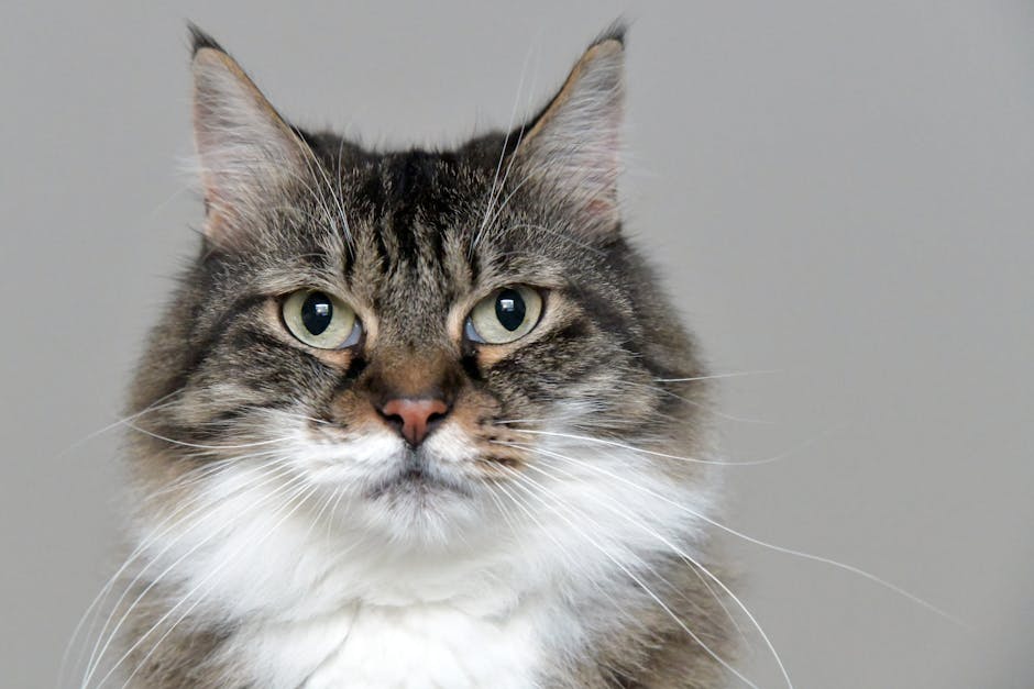 Vantagens de adotar um gato adulto ao invés de filhote