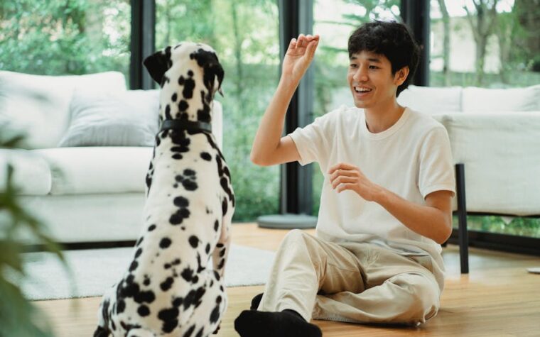 Adestramento positivo: como ensinar o cachorro a sentar