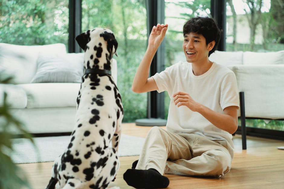 Adestramento positivo: como ensinar o cachorro a sentar
