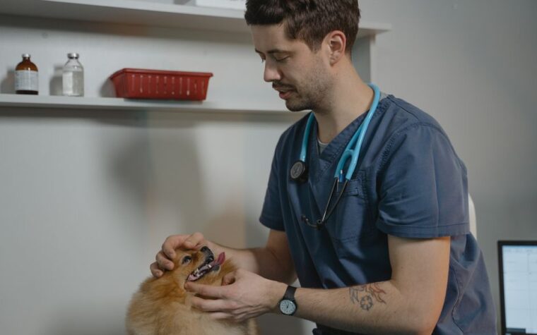 Tosse dos canis: sintomas e tratamento que aprendi na dor
