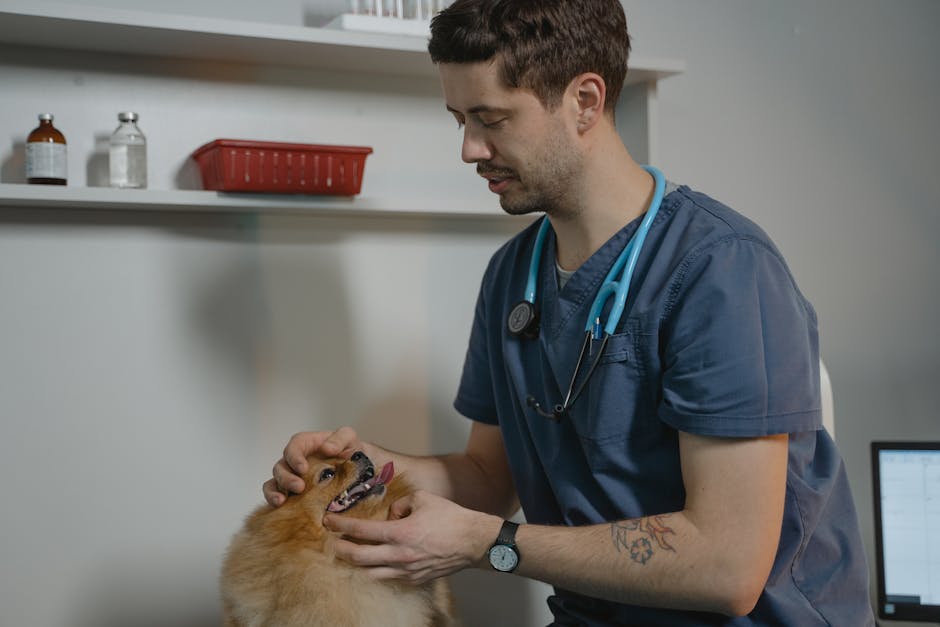 Castração de gatos: benefícios e cuidados pós-operatórios