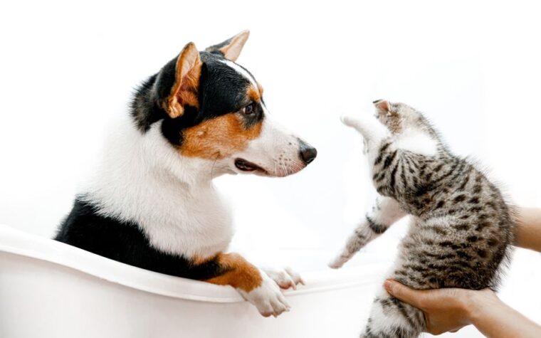Vermífugo para Cães e Gatos: Qual Escolher? | Guia 2026