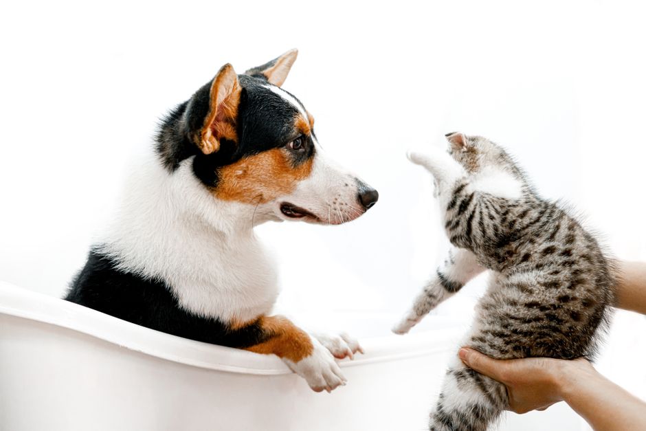 Vermífugo para Cães e Gatos: Qual Escolher? | Guia 2026